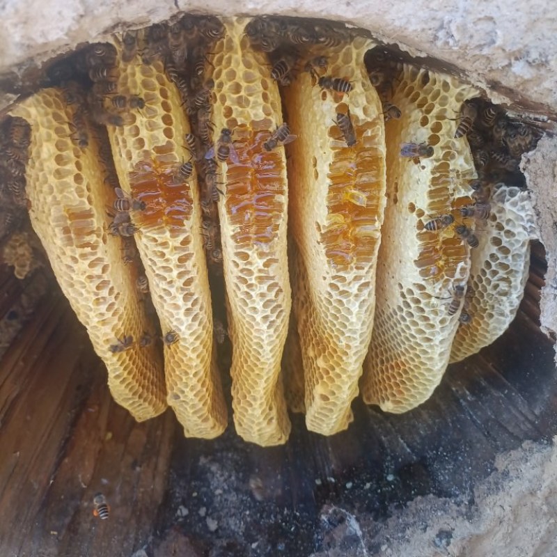 一年一次圆筒蜂，开始销售