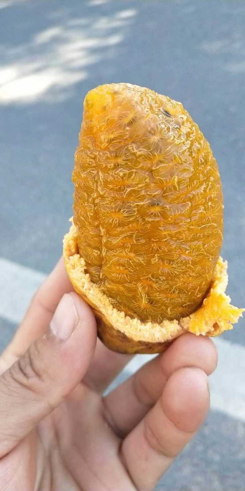 野生新鲜九月黄黄金八月瓜应季水果拿藤包麻藤包牛卵坨