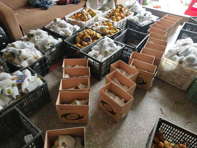 野生新鲜九月黄黄金八月瓜应季水果拿藤包麻藤包牛卵坨