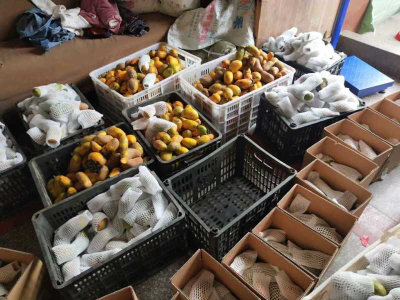 野生新鲜九月黄黄金八月瓜应季水果拿藤包麻藤包牛卵坨