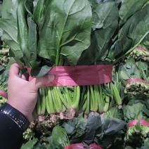 莘县大叶菠菜精品菠菜圆叶菠菜可视频看货欢迎来电采购