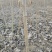 107杨树苗无絮杨树苗