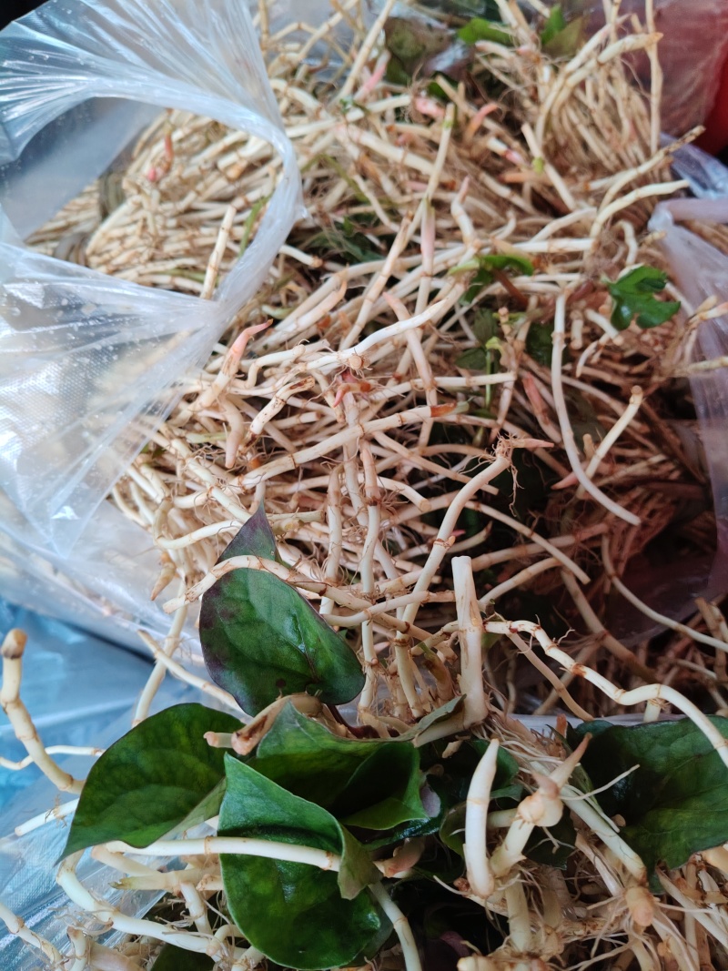 鱼腥草