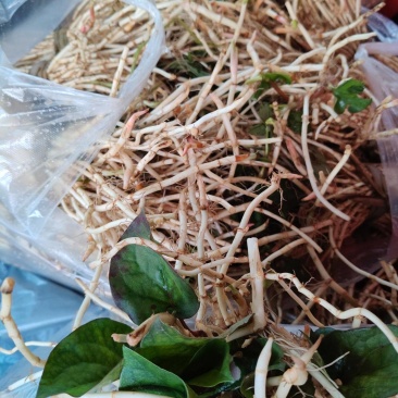 鱼腥草