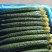 精品黄瓜密刺黄瓜莘县黄瓜大量供应可视频看货欢迎来电