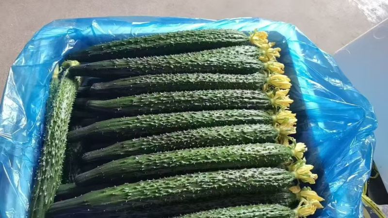 精品黄瓜密刺黄瓜莘县黄瓜大量供应可视频看货欢迎来电
