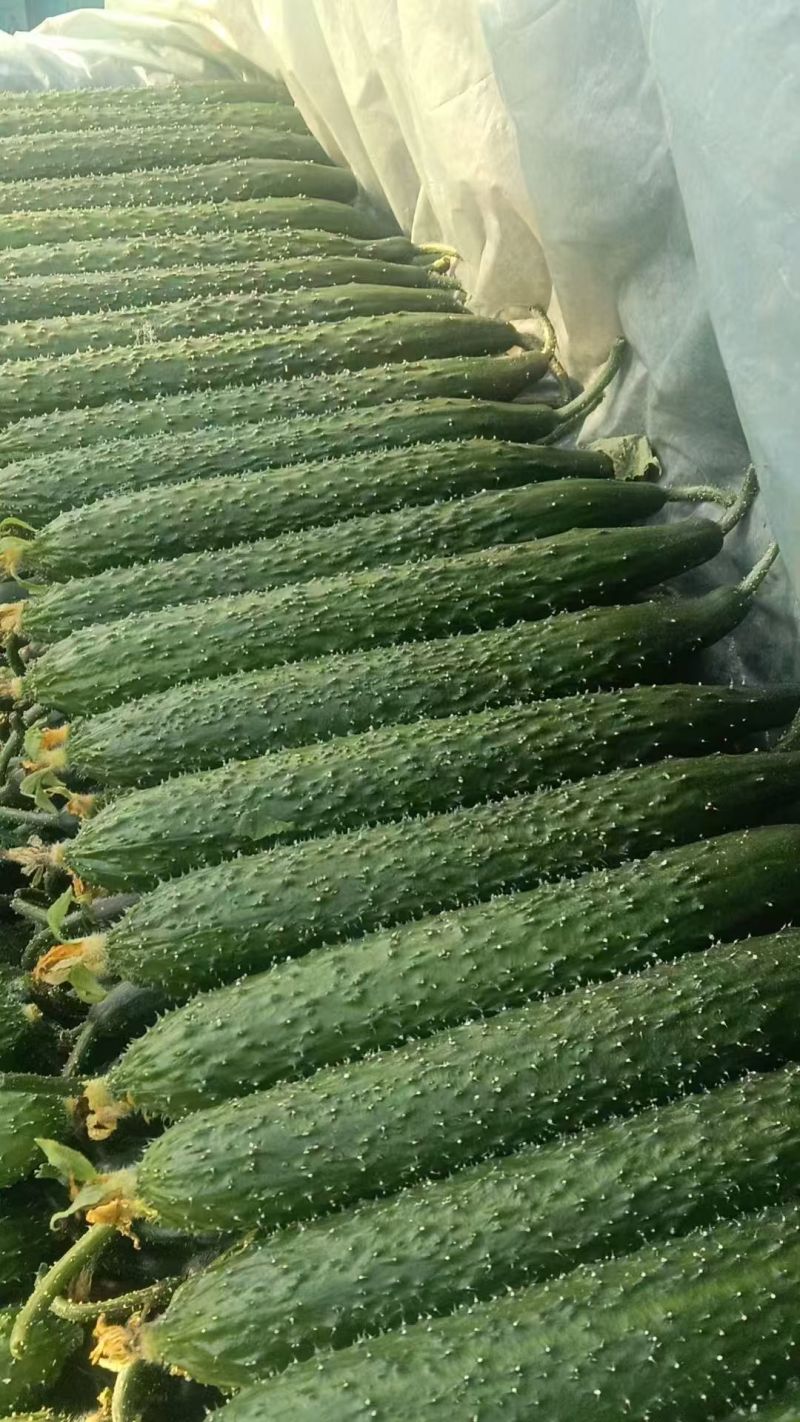 精品黄瓜密刺黄瓜莘县黄瓜大量供应可视频看货欢迎来电