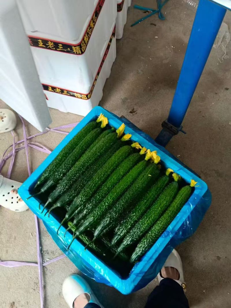 精品黄瓜密刺黄瓜莘县黄瓜大量供应可视频看货欢迎来电