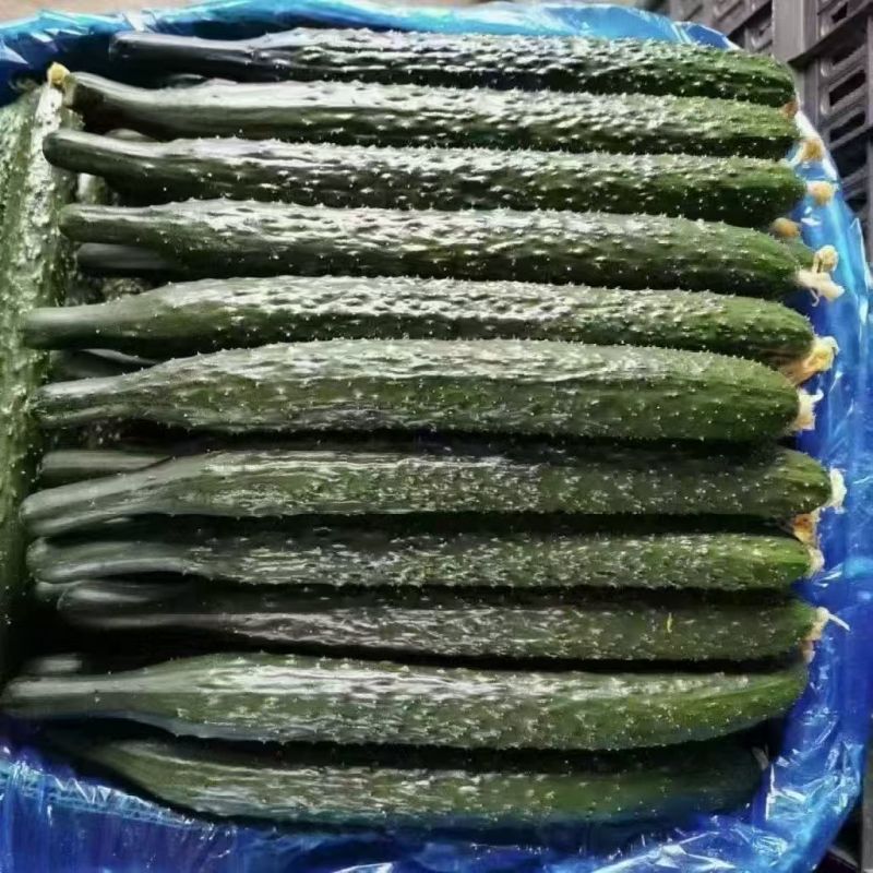 精品黄瓜密刺黄瓜莘县黄瓜大量供应可视频看货欢迎来电