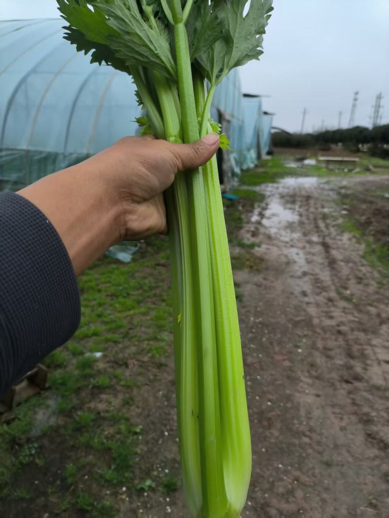 芹菜