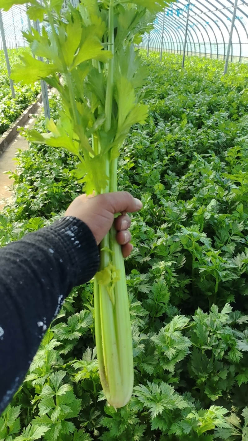 芹菜