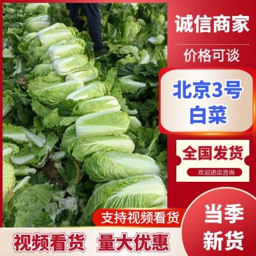 北京三号白菜，净菜标准，超市市场加工厂