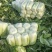 北京三号白菜，净菜标准，超市市场加工厂