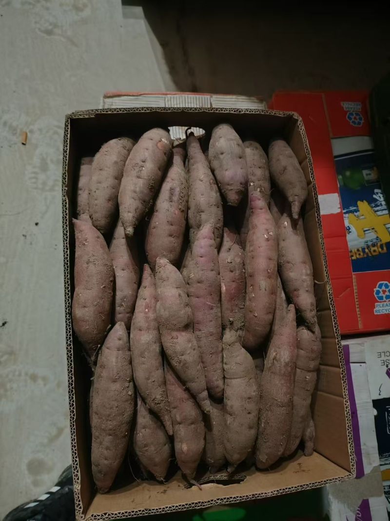 红瑶红薯软糯香甜大量供应基地直供货源充足保质保量全国发货
