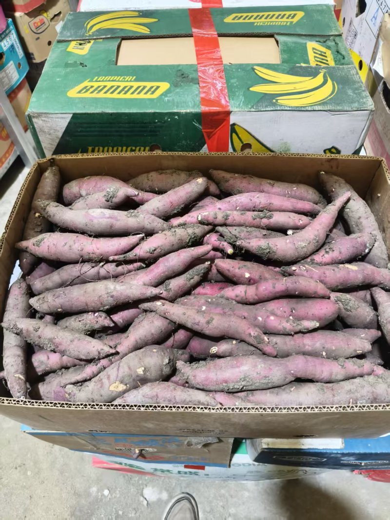 红瑶红薯软糯香甜大量供应基地直供货源充足保质保量全国发货