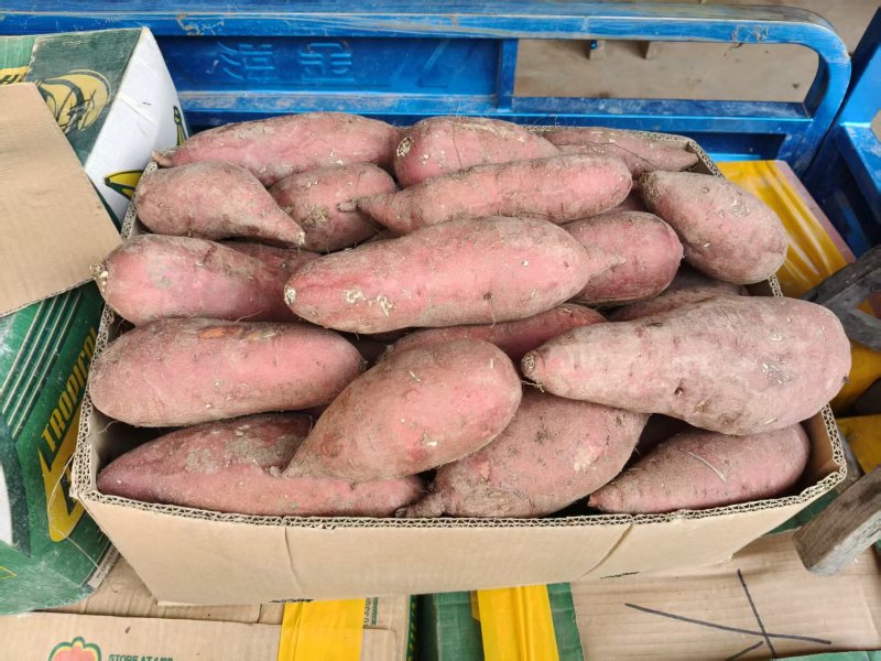 红瑶红薯软糯香甜大量供应基地直供货源充足保质保量全国发货