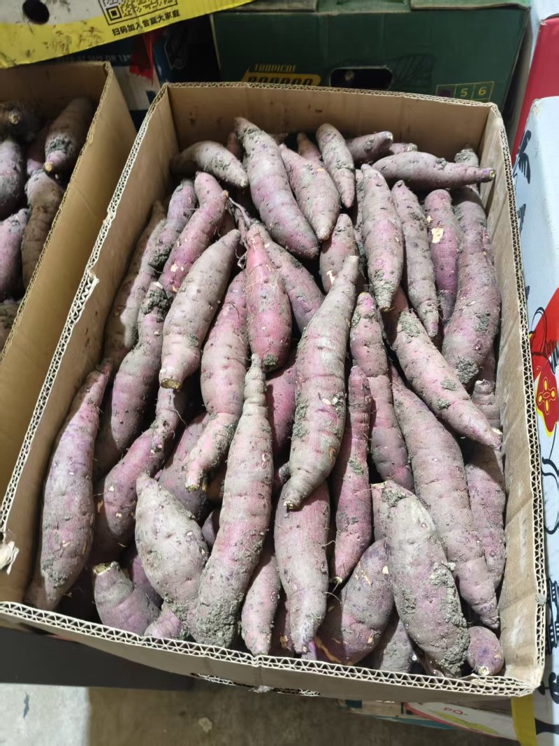 红瑶红薯软糯香甜大量供应基地直供货源充足保质保量全国发货