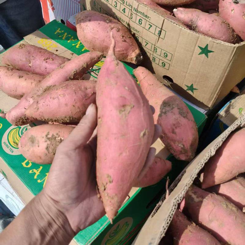 烟薯25红薯/产地直发品质保证量大价优可对接市场商超电商