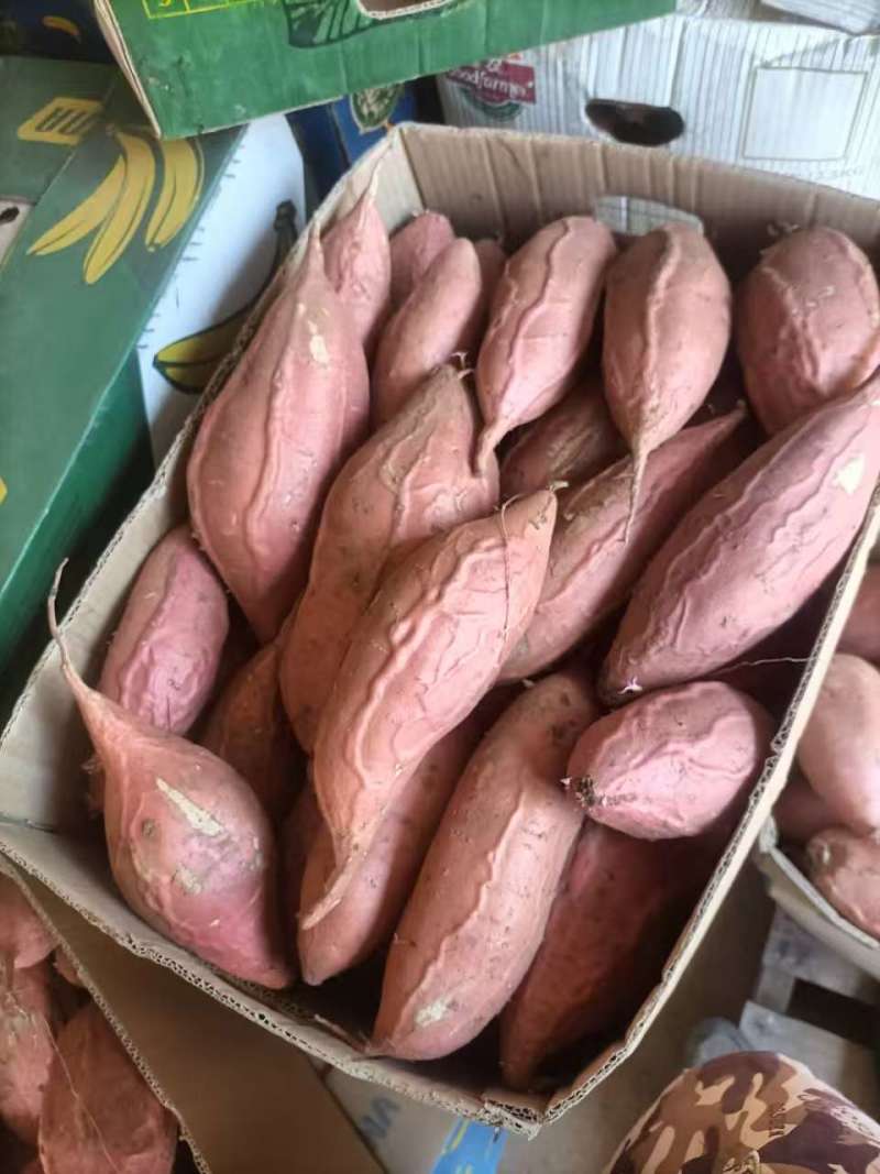 烟薯25红薯/产地直发品质保证量大价优可对接市场商超电商