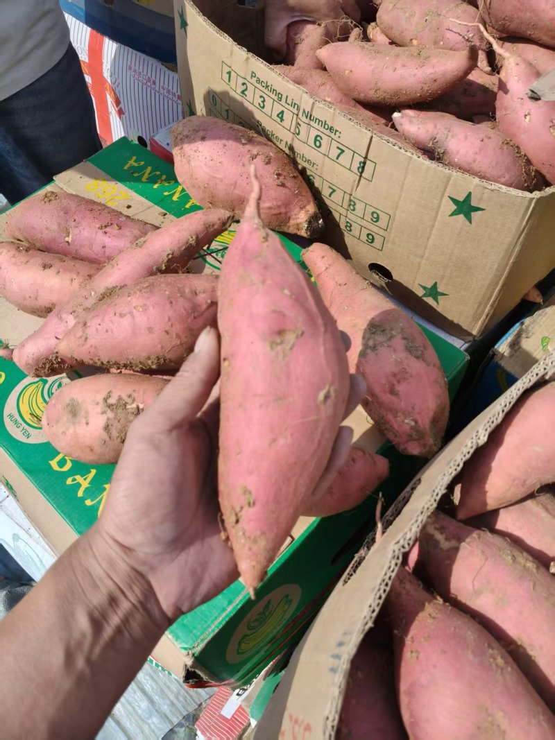 烟薯25红薯/产地直发品质保证量大价优可对接市场商超电商