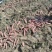 烟薯25红薯/产地直发品质保证量大价优可对接市场商超电商