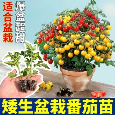 矮生盆栽番茄苗矮生番茄盆栽山东