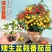 矮生盆栽番茄苗矮生番茄盆栽山东