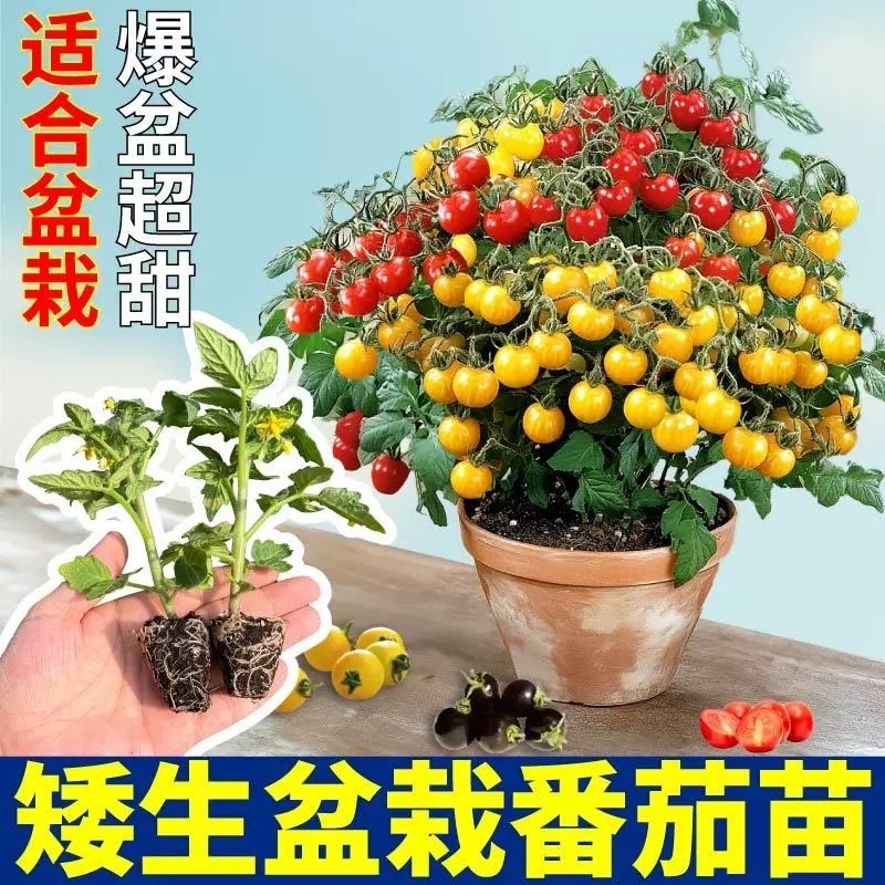 矮生盆栽番茄苗矮生番茄盆栽山东