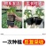矮生盆栽番茄苗矮生番茄盆栽山东