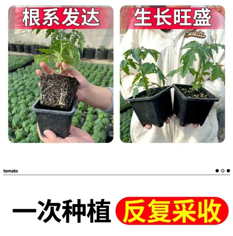矮生盆栽番茄苗矮生番茄盆栽山东