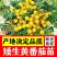 矮生盆栽番茄苗矮生番茄盆栽山东