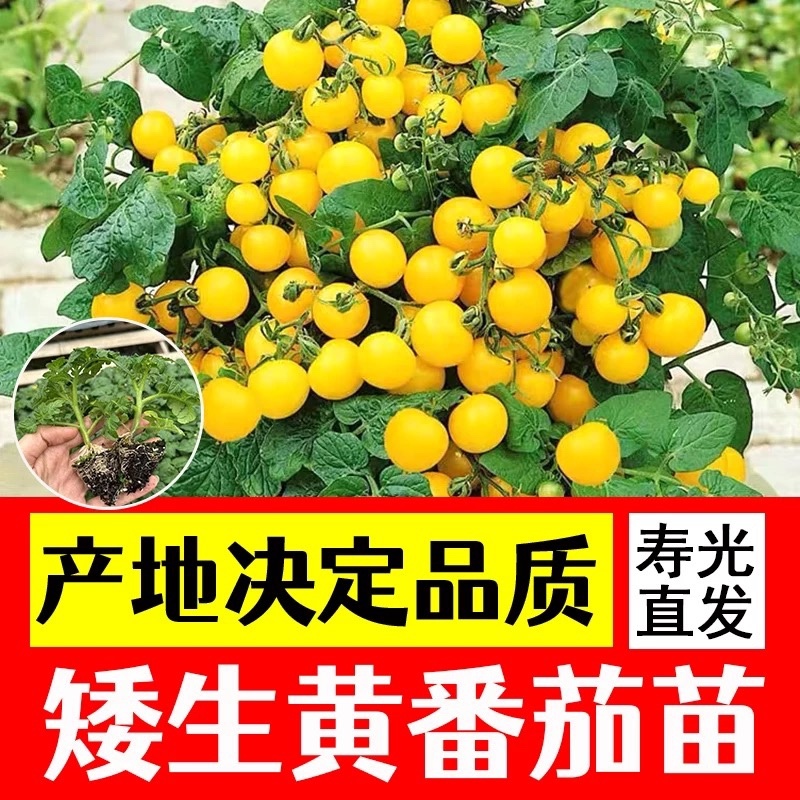 矮生盆栽番茄苗矮生番茄盆栽山东