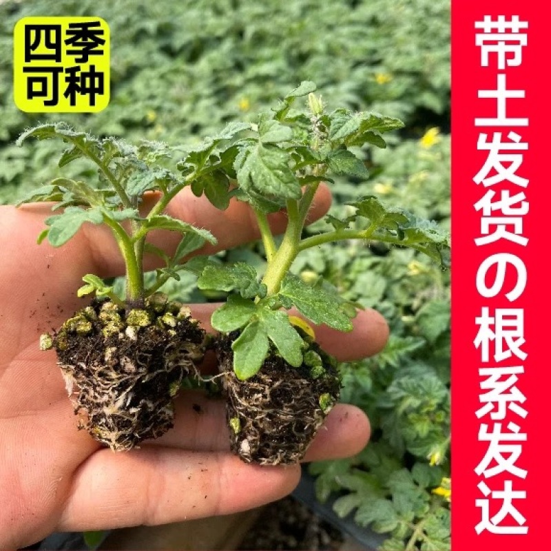 矮生盆栽番茄苗矮生番茄盆栽山东