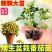 矮生盆栽番茄苗矮生番茄盆栽山东