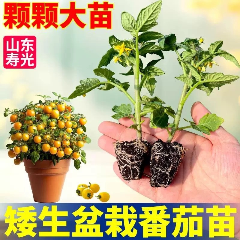 矮生盆栽番茄苗矮生番茄盆栽山东
