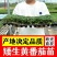 矮生盆栽番茄苗矮生番茄盆栽山东
