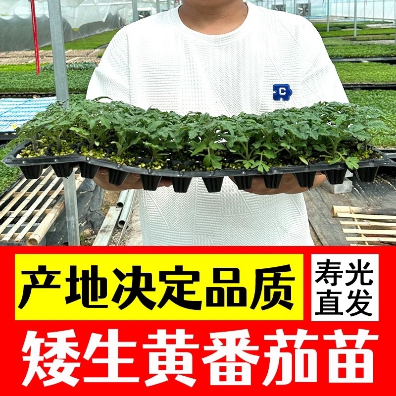 矮生盆栽番茄苗矮生番茄盆栽山东
