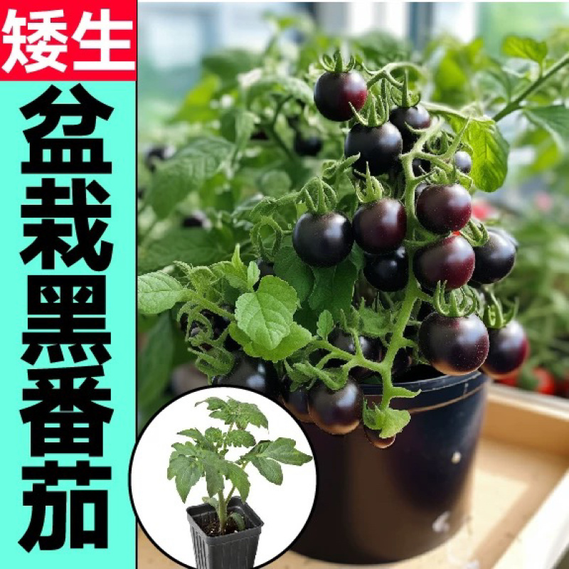 矮生盆栽番茄苗矮生番茄盆栽山东