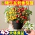 矮生盆栽番茄苗矮生番茄盆栽山东