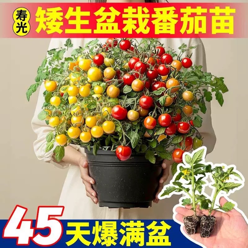 矮生盆栽番茄苗矮生番茄盆栽山东