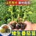矮生盆栽番茄苗矮生番茄盆栽山东