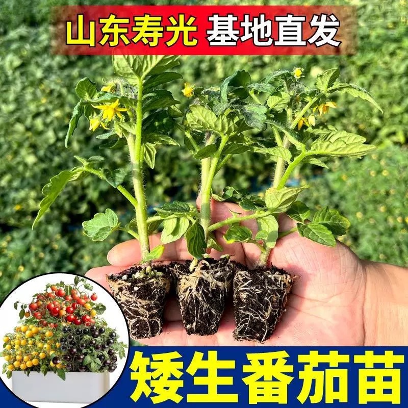 矮生盆栽番茄苗矮生番茄盆栽山东