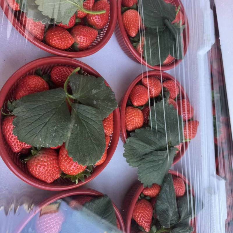 精品草莓了宁玉贵妃一手货源支持全国发货有需要的老板可以联