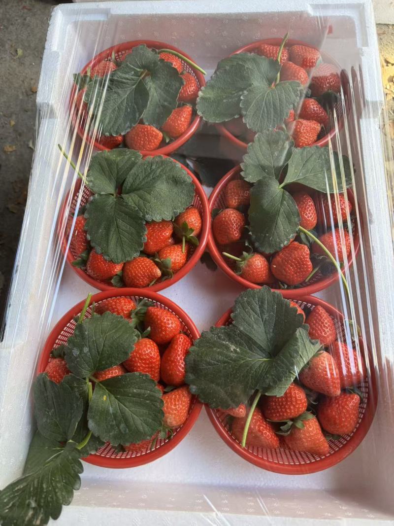 精品草莓了宁玉贵妃一手货源支持全国发货有需要的老板可以联