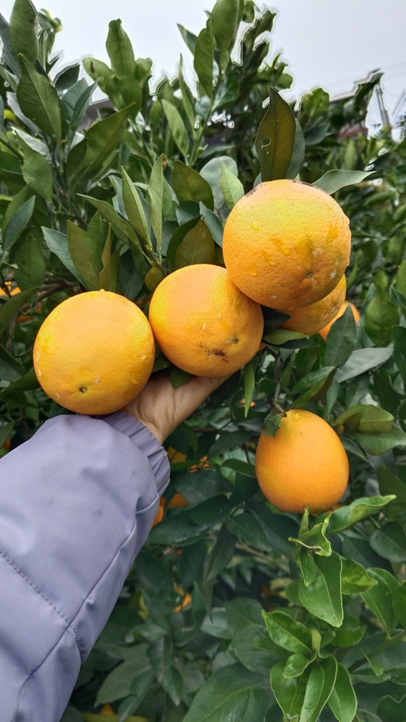 甜过初恋橙子