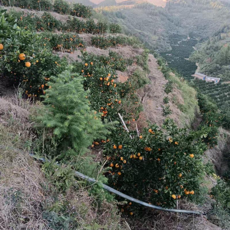 赣南脐橙种植产地