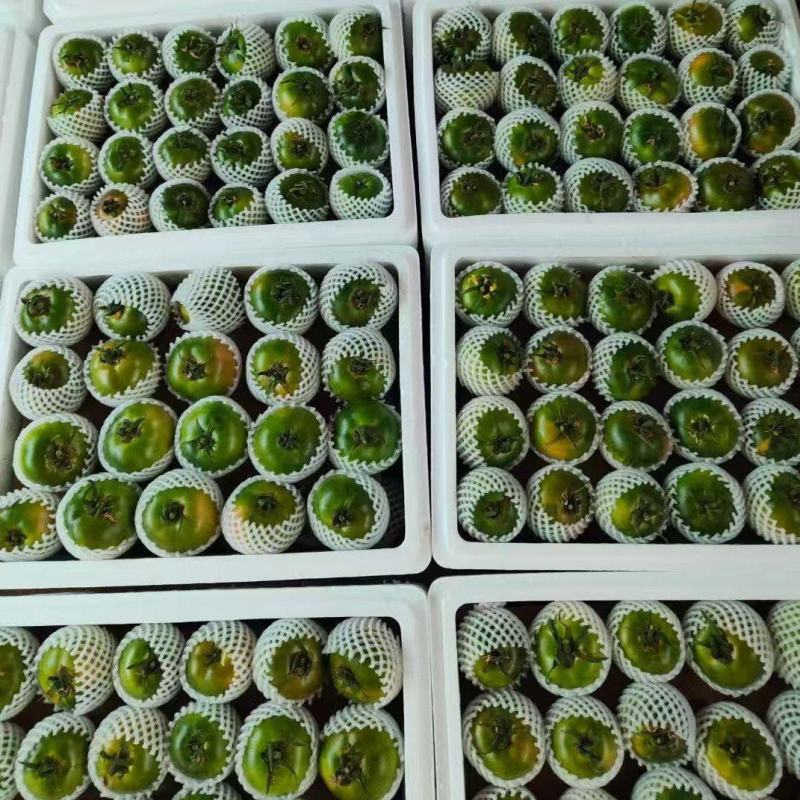 辽宁精品铁皮柿子产地直发