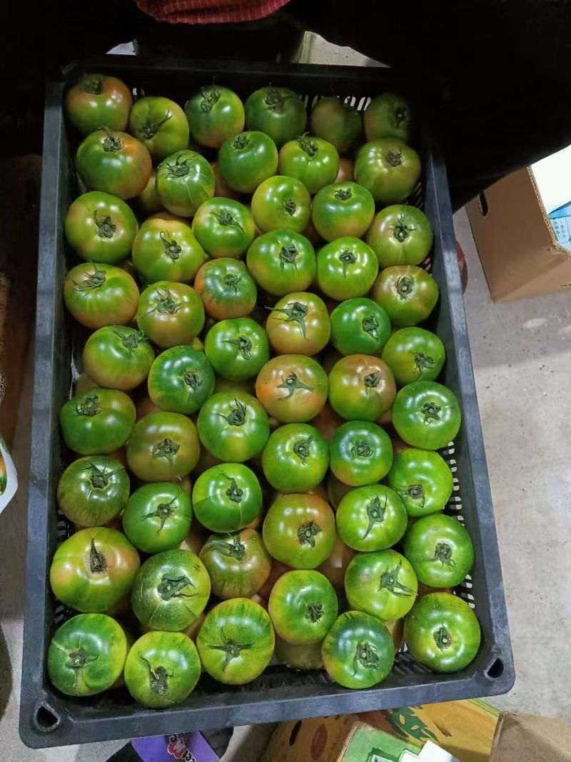 辽宁精品铁皮柿子产地直发