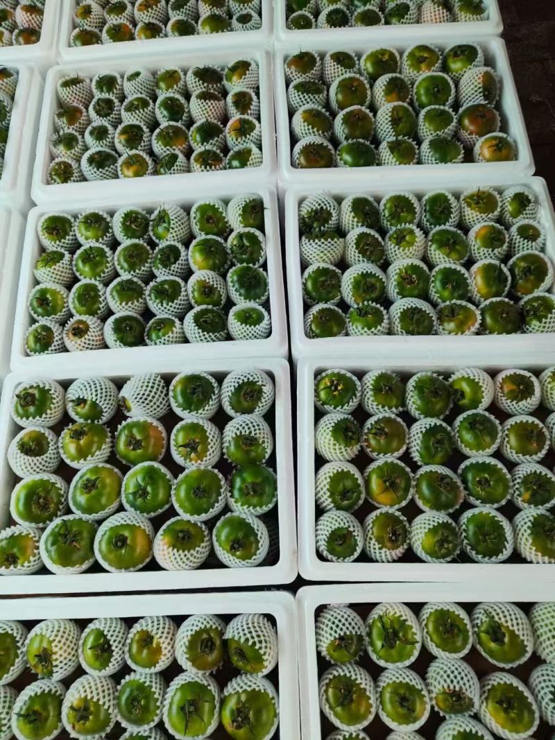 辽宁精品铁皮柿子产地直发
