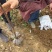 黄柏苗川黄柏苗大苗